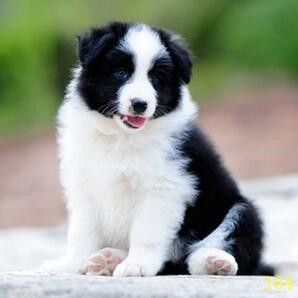 拉萨纯种边牧幼犬黑白色陨石边牧红棕色边境牧羊幼犬活体宠物狗狗