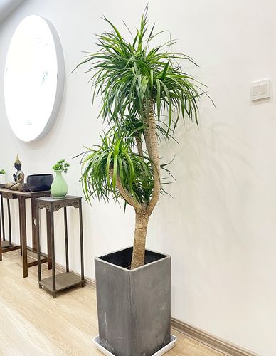 龙须树大型绿植多头龙血树龙铁树发财树室内客厅盆栽花卉植物盆景