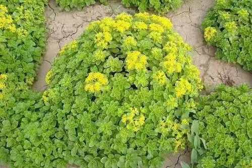 01/棵 苗圃直供德国景天,三七景天,八宝景天,卧茎景天