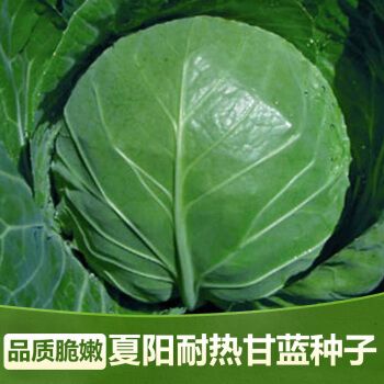 夏播甘蓝种子 特耐热40度可种植 露天种绿甘蓝包菜四季播抗病性好 1克