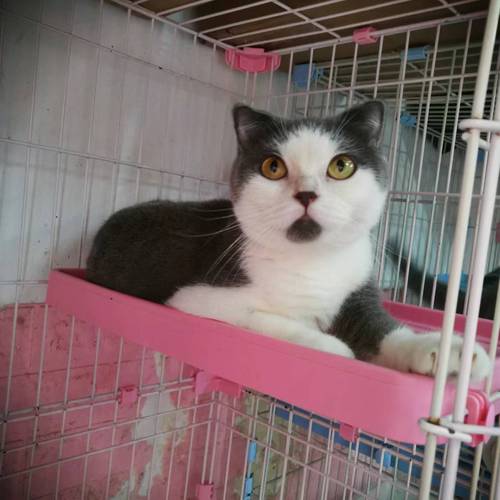 【深圳大猫领养】纯种蓝猫蓝白活体 大猫成年猫领养英国短毛猫猫
