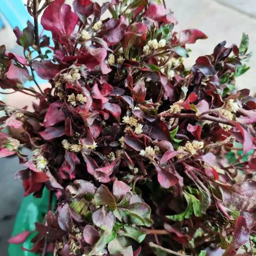 生草药材野生红草子 红节节草新鲜500克