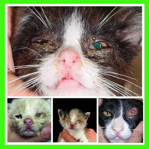 猫鼻支猫用眼药水猫咪宠物滴眼液去泪痕眼屎青光眼结膜炎打喷嚏