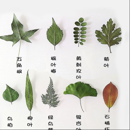 幼儿园树叶画材料包黏贴贴画作业叶子干树叶手工课