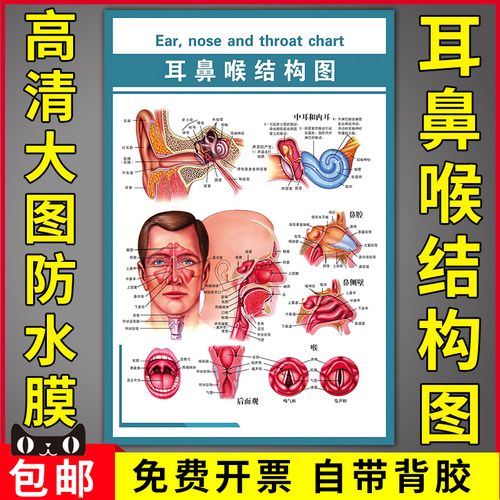 医院医学人体五官科解剖示意图科室布置装饰宣传海报耳鼻喉结构图