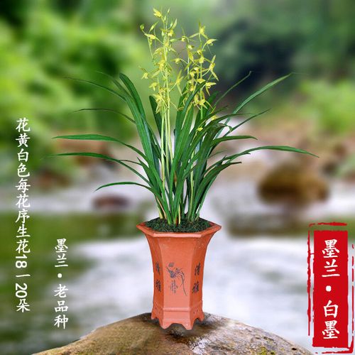 墨兰老品种兰花企黑白墨春兰浓香 带花苞 室内阳台办公室花卉盆栽
