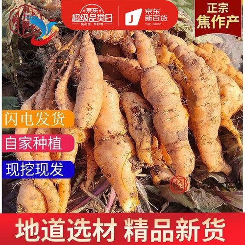 鲜生地焦作怀地黄新鲜地髓地黄种子鲜地黄 20-30个一斤 三斤