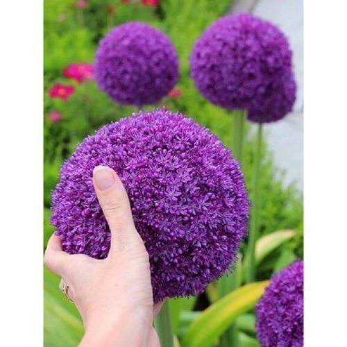 畷园 大花葱种球耐寒花卉盆栽植物庭院地栽大葱花球根四季易活 巨无霸
