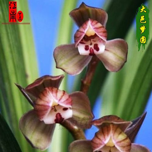 华植浓宽养素花兰盆苞出带好栽叶红绿中红苗剑春草香卉售冬花花