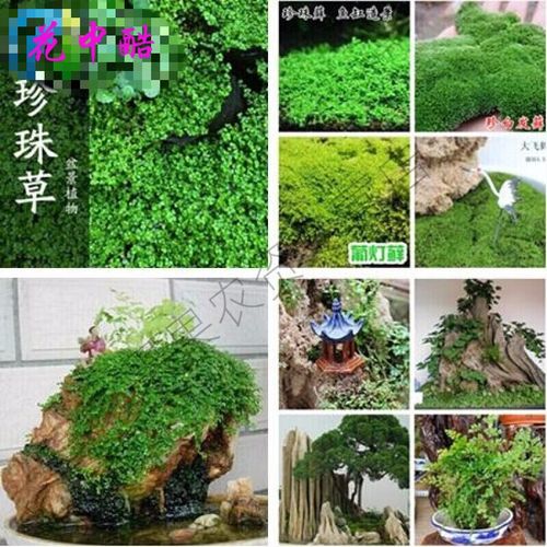 花中酷   四季假山草种子 造盆景珍珠草种子 吸水石专用草籽上水石