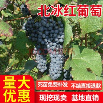嫁接葡萄树苗 北冰红冬葡萄苗 双红 冰葡萄苗耐寒冬天不下架 冬天摘