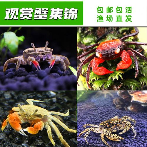 包邮迷你辣椒蟹 深水蟹观赏蟹 豹点蟹 相手蟹蝴蝶蟹 淡水宠物螃蟹