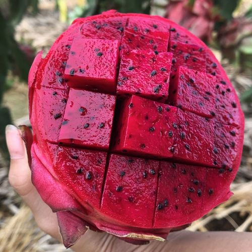 【精选热购】新鲜红心火龙果高原当季新鲜水果孕妇小孩都能吃整箱火龙