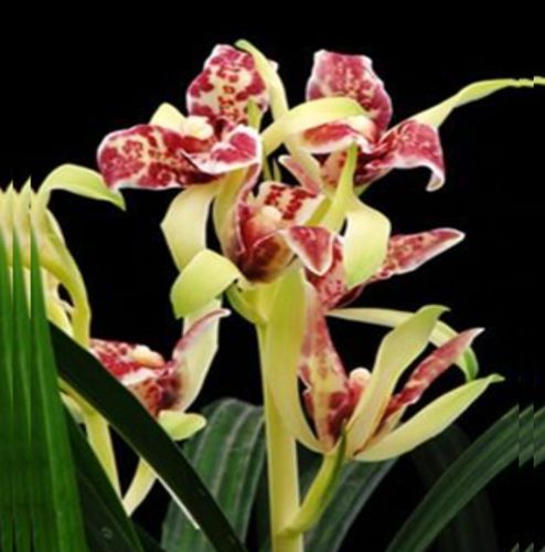 当年开花老种莲瓣兰【一代天骄】兰花苗阳台浓香花卉绿植盆栽包邮