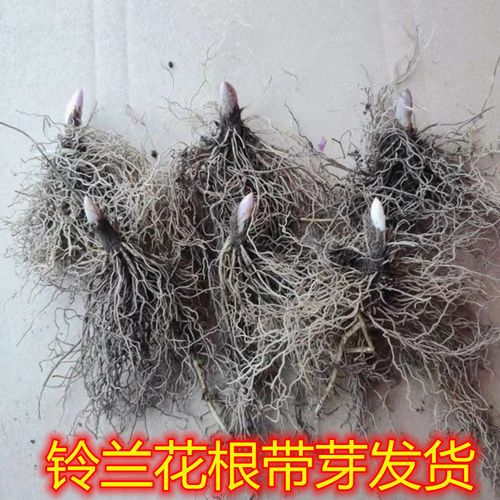 【带芽铃兰花球根】浓香型耐寒花卉盆栽室内阳台易种植当年开花【5月7