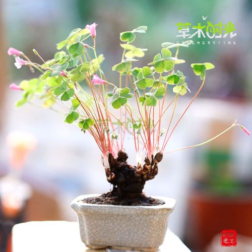 红花酢浆草老桩三叶草幸运草掌上微型盆景盆栽一物一拍带盆发货