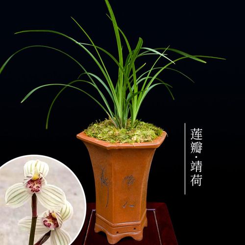 【正品兰花】老种兰花苗莲瓣兰靖荷客厅花卉阳台绿植盆栽自然兰花