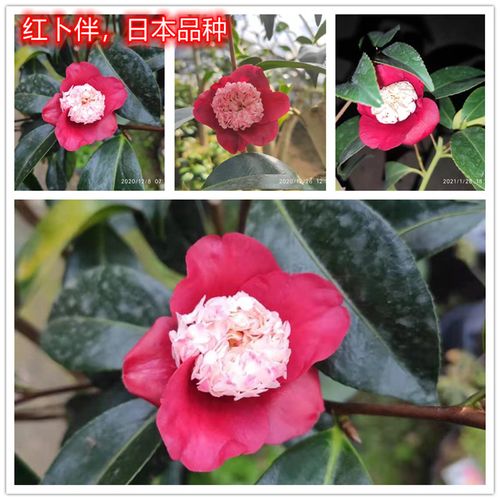 卜伴茶花 白卜伴 旭之凑 朝日之雪 锦叶覆轮一休越之吹雪日本茶花