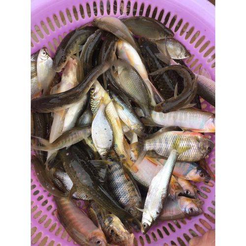 lism东江小河鱼河杂鱼河鲜小溪鱼山坑鱼味鲜原生态万绿湖3斤一份