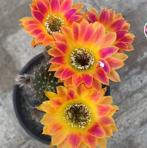 仙人球 阳光明媚  丽花属3厘米 无根