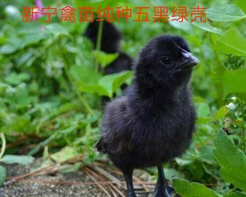0/只 五黑鸡苗  「出壳苗」莆田新宁禽苗厂