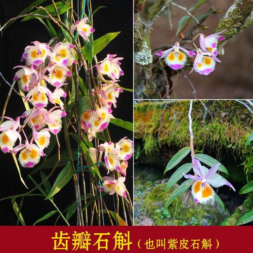 齿瓣石斛盆栽兰花苗室内庭院窗台吊兰绿植南方阳台绿植