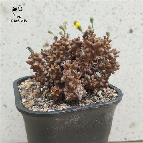 多肉菊科块茎厚装甲敦菊属块根装甲老桩一物一拍盼盼多肉坊