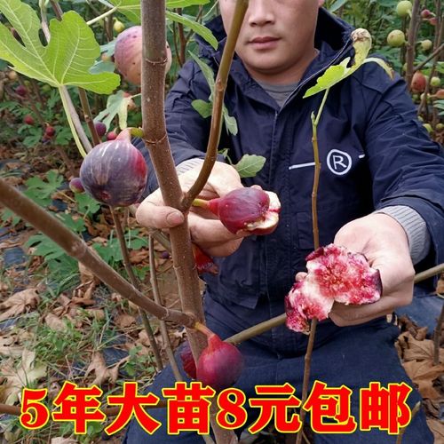 树苗新品种盆栽地栽南北方四季阳台庭院特大果种植当年结果无花果