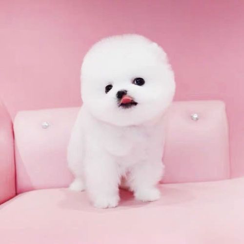 博美犬俊介犬博美小狗萌宠活体球体博美小博美小俊介博美茶杯犬
