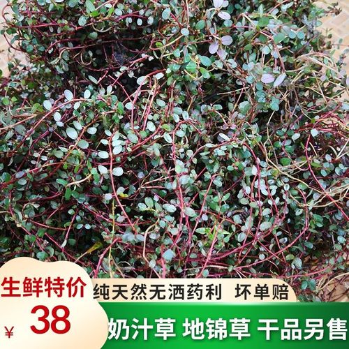 纯天然新鲜地锦草 奶浆草 小飞杨草 铺地红 血见愁 愁奶汁500克