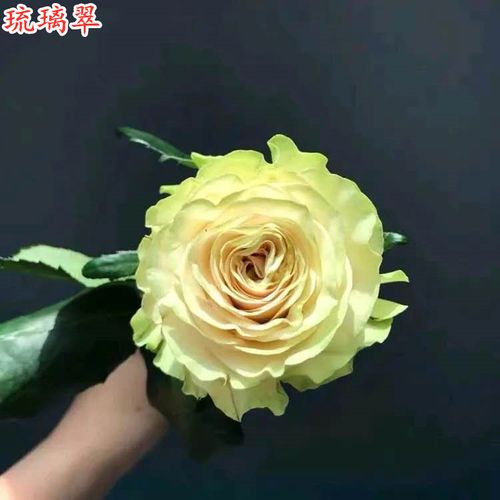 新品琉璃翠月季苗 肯尼亚切花玫瑰花苗 四季开花