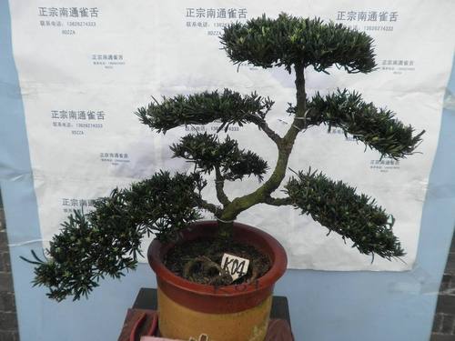 正宗南通雀舌罗汉松 罗汉松 雀舌罗汉松盆景 通派 有造型 k04促销