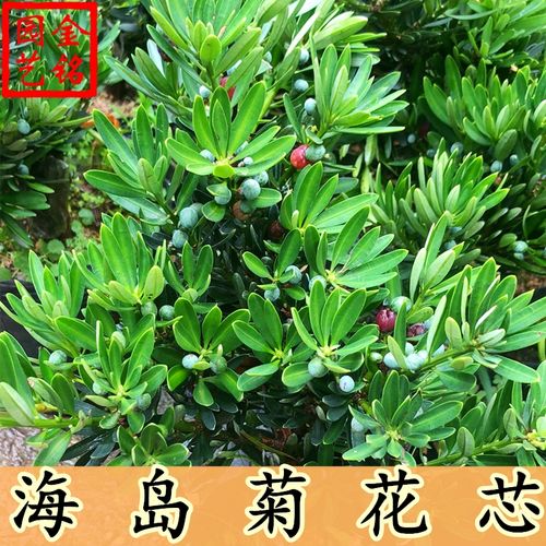 海岛菊花芯罗汉松树苗 菊花心罗汉松树苗 名贵红芽