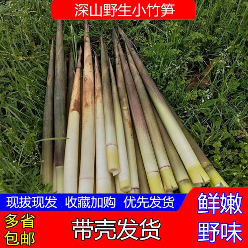小竹笋新鲜野生小春笋手剥 农家现拔嫩带壳小山竹笋小笋子5斤包邮