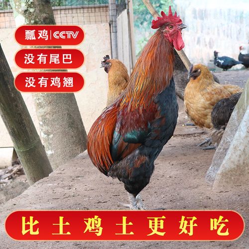 瓢鸡种蛋鸡苗正宗镇沅农家散养鸡土鸡种鸡活体观赏鸡生鲜新鲜鸡肉