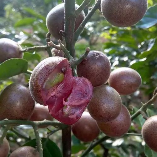 稀缺紫肉黄皮树果树苗阳台别墅庭院种植南方果树苗