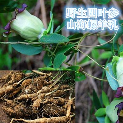 四叶参种子种苗东北奶参羊乳轮叶党参山胡萝卜山海螺特产野菜蔬菜