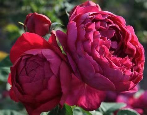 小博士月季阿斯科特欧月德国多季大花耐开抗病庭院阳台植物新品