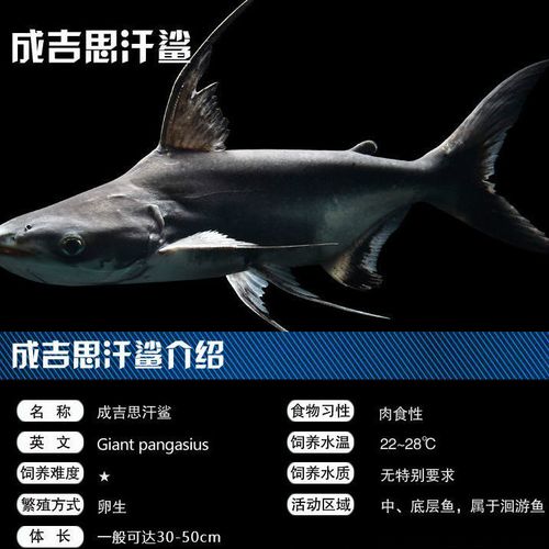 球鲨鱼成吉思汗鲨蓝鲨白化鲨大白鲨虎鲨凶猛鱼热带鱼银龙鹦鹉配鱼 成