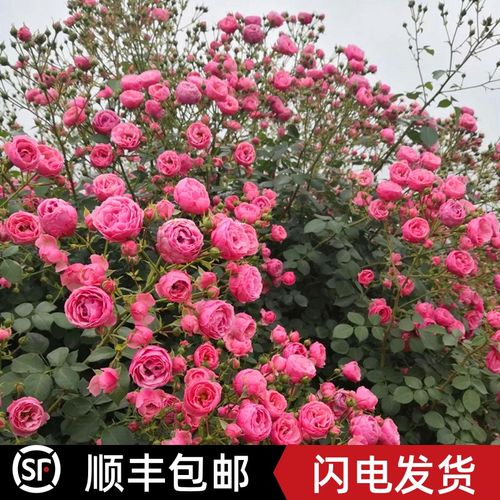 艾拉绒球藤本月季花苗庭院阳台植物花卉爬藤四季蔷薇好养易活爆开