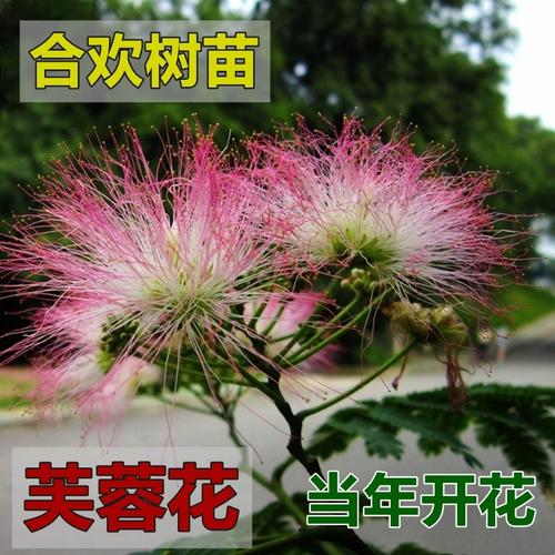 金合欢树苗 合欢苗 绒花树 芙蓉树苗 合欢树 红合欢小苗 夜合欢