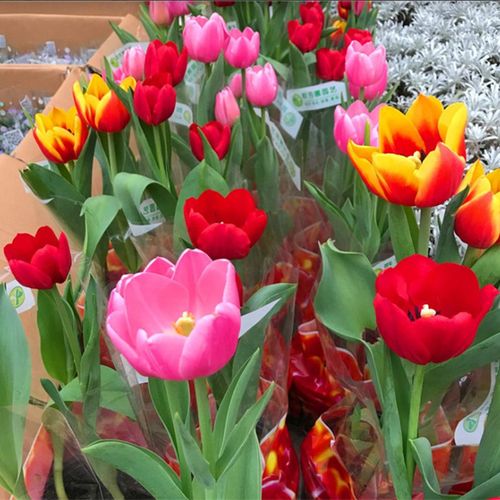 荷兰进口郁金香盆栽花苗耐寒室内外阳台庭院四季花卉绿植包邮彩色