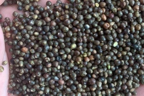 0/斤 小叶红皮千斤拔种子