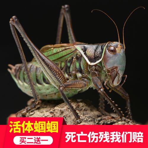 蝈蝈活铁蝈蝈鸣虫蝈蝈活体超大幼虫憨叫大肚子叫铁皮翡翠绿蝈蝈儿