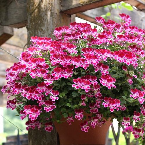 天使之眼天竺葵花苗 酒红天使 室内阳台庭院多花盆栽