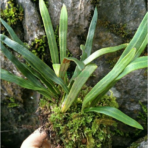 石韦小石韦飞刀剑石皮附生蕨类植物盆栽假山雨林缸造景绿植