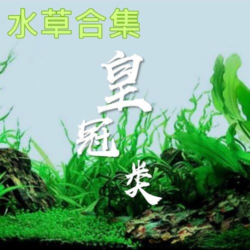 广叶皇冠草大叶绿九冠九官绿旦红旦入门鱼缸造后景真水草水下叶