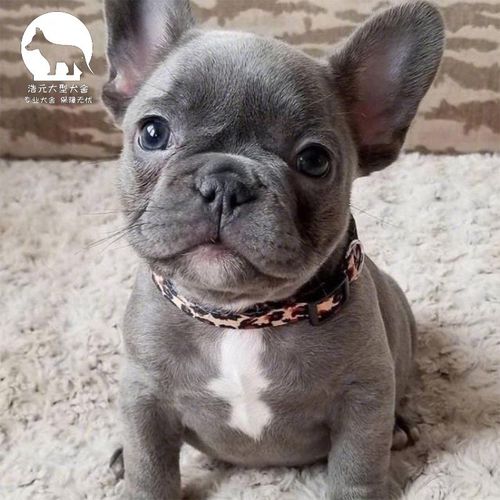 采缇(caiti) 法斗幼犬纯种法国斗牛犬幼体蓝牛法斗奶油斗牛犬短毛小型