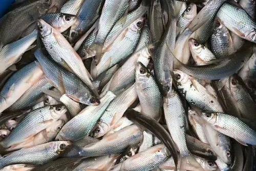 8/斤 麦鲮鱼 土鲮,麦鲮,饲料鱼