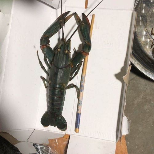 【斤】场地直销澳洲淡水龙虾,品质保证.